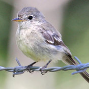 Gray Flycatcher